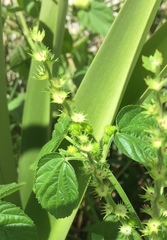 Acalypha ostryifolia