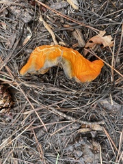 Hypomyces lactifluorum