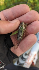 Neotibicen canicularis