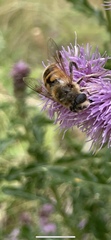 Eristalis tenax
