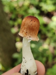 Leucoagaricus rubrotinctus
