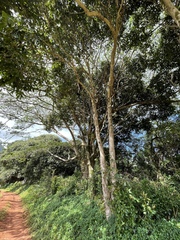 Syzygium cumini