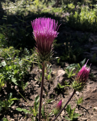 Cirsium andersonii