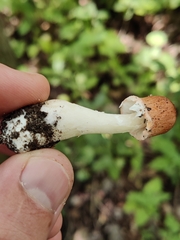 Leucoagaricus rubrotinctus