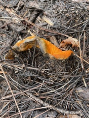 Hypomyces lactifluorum