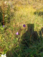 Campanula scheuchzeri