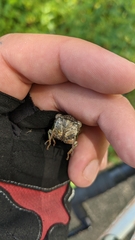 Neotibicen canicularis