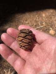 Sequoiadendron giganteum