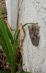 Hyla versicolor