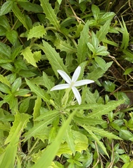 Hippobroma longiflora