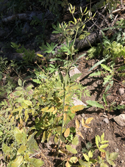 Osmorhiza occidentalis