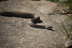 Nerodia sipedon sipedon