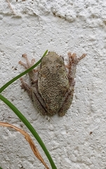 Hyla versicolor