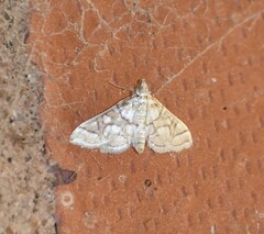 Pseudopyrausta santatalis