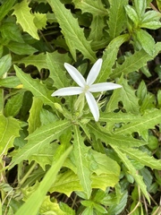 Hippobroma longiflora