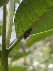 Oxyloma retusum