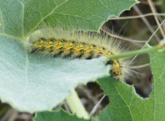 Erebidae