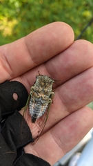 Neotibicen canicularis