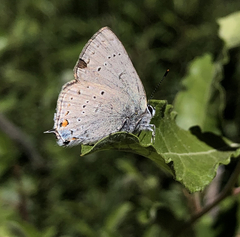 Satyrium sylvinus