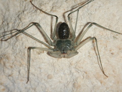 Amblypygi
