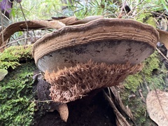 Ganoderma australe