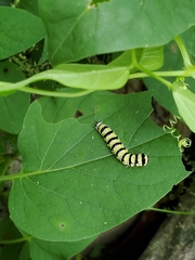 Alypiodes bimaculata