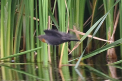 Xanthocephalus xanthocephalus