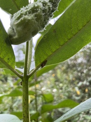 Oxyloma retusum