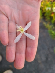 Clematis terniflora