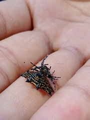Gasteracantha cancriformis