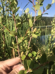 Betula pumila
