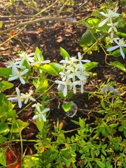 Clematis terniflora