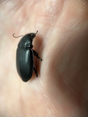 Carabidae