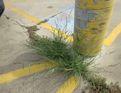Echinochloa colona