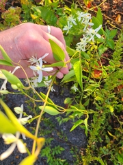 Clematis terniflora