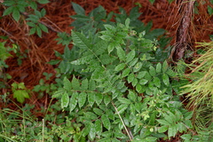 Wisteria sinensis