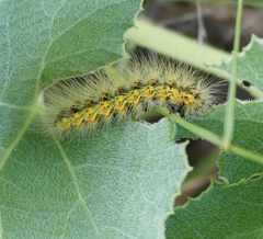 Erebidae