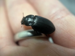 Carabidae