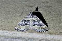 Perizoma custodiata
