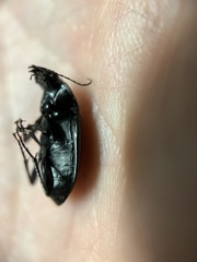 Carabidae