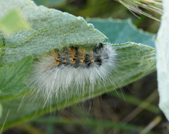 Erebidae