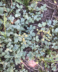 Sibbaldia procumbens