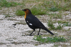 Xanthocephalus xanthocephalus