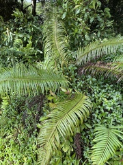 Blechnum orientale