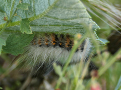Erebidae