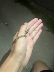 Thamnophis elegans vagrans