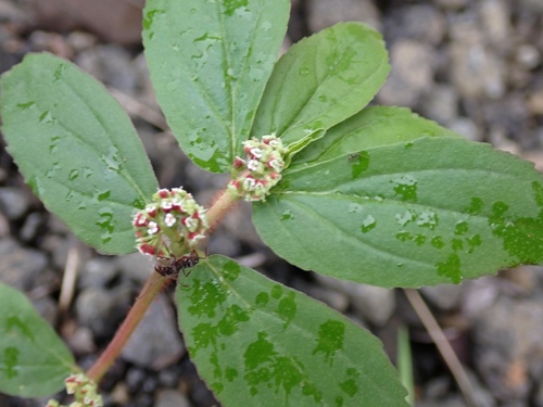 Euphorbia hirta image