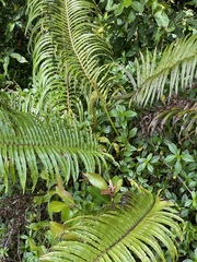 Blechnum orientale