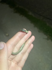 Thamnophis elegans vagrans