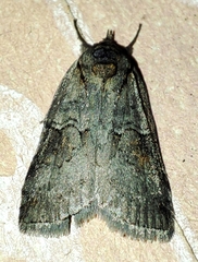 Nycteola asiatica